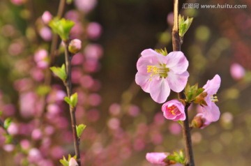 桃花