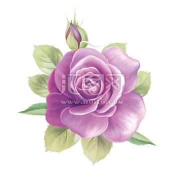 玫瑰小朵花