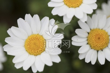 雏菊 白色花朵 清新花卉