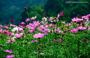 格桑花