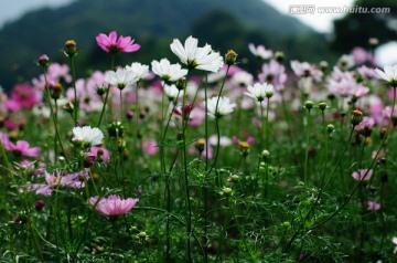 格桑花田