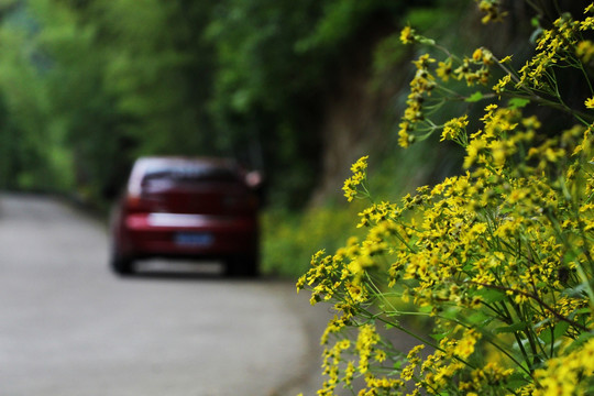 花丛与车