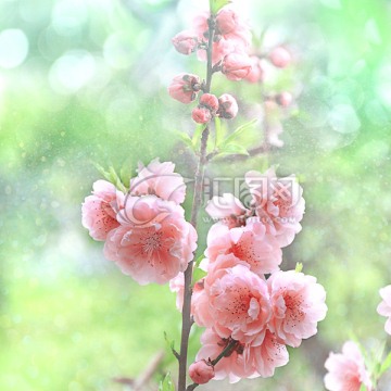 唯美粉红桃花