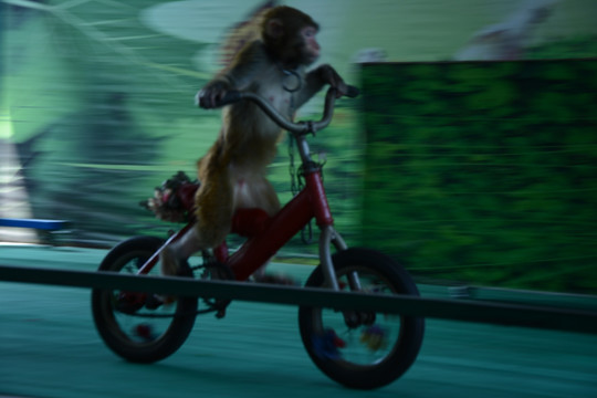 猴子骑车