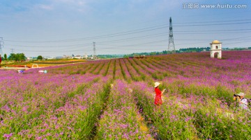 马鞭草