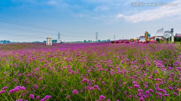 马鞭草