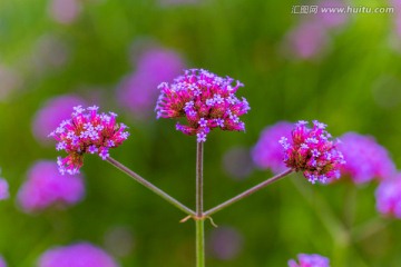 马鞭草