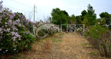 丁香花 花卉