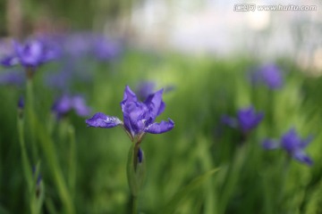 鸢尾花