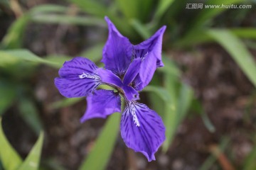 鸢尾花