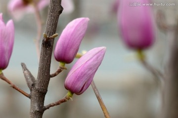 木兰花