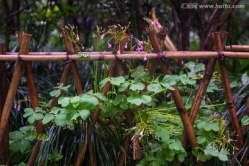 四叶草 苜蓿草 篱笆