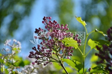 丁香花