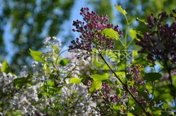 丁香花