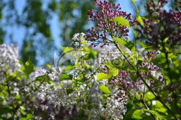 丁香花