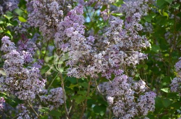 丁香花 花卉