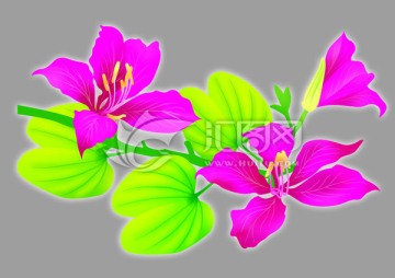 手繪紫荊花