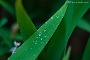 鸾尾花叶子水滴