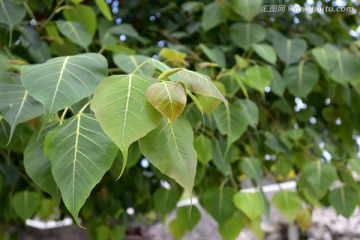 菩提树