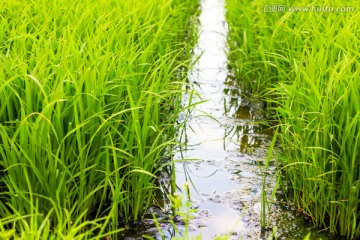 水稻秧苗 秧田 秧床育秧