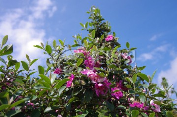 山花烂漫