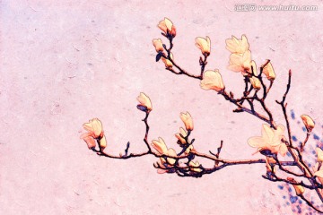 玉蘭花油畫