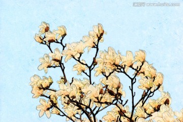 玉蘭花油畫