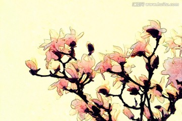 玉蘭花油畫