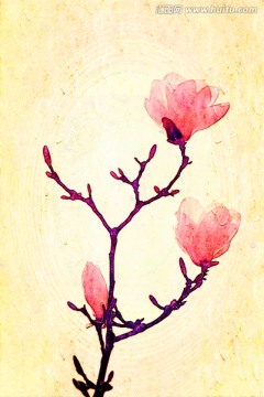 玉蘭花油畫