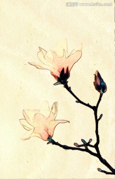 玉蘭花油畫