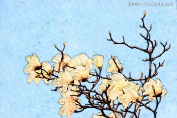 玉蘭花油畫