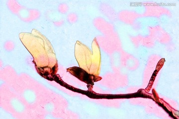玉蘭花油畫