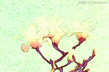 玉蘭花油畫