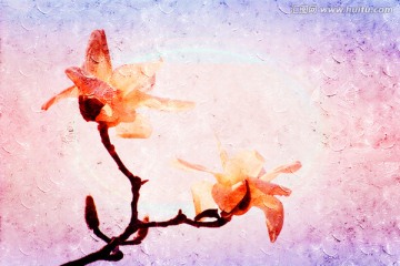 玉蘭花油畫(huà)