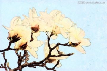 玉蘭花油畫