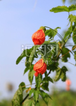 金鈴花