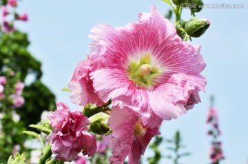 粉红蜀葵花
