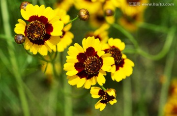 金鸡菊 两色菊花