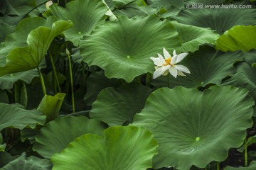 白荷雨滴