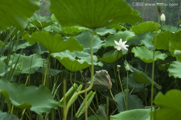 白荷雨滴