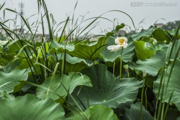 白荷雨滴