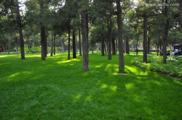 森林绿地