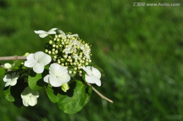 白绣球花