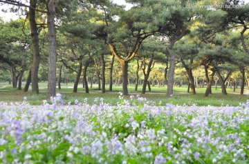 松树