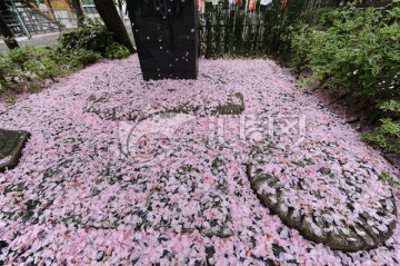 日本东京樱花瓣