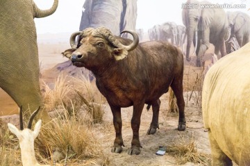 非洲野公牛