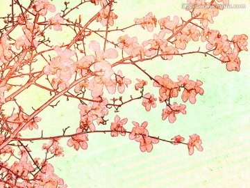 玉蘭花油畫