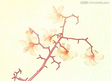 玉蘭花油畫