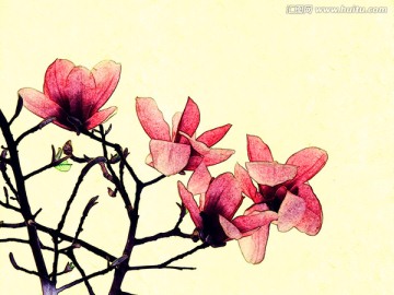 玉蘭花油畫