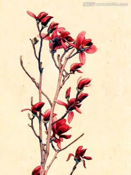 玉蘭花油畫